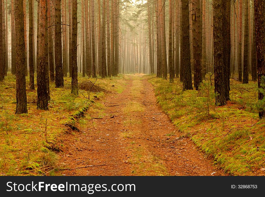 The photograph shows the road running through the pine forest. The photograph shows the road running through the pine forest.