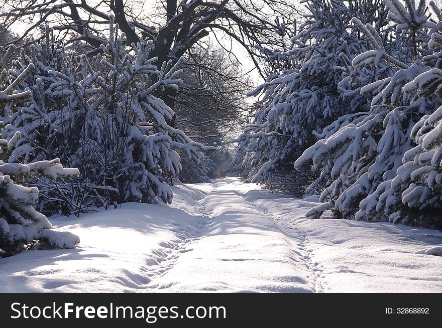 The photograph shows a pine forest in winter. Earth and trees cover a thick layer of sn