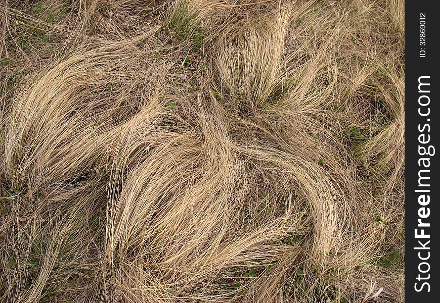 Spun dry grass waves in the wind