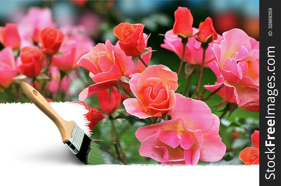 Paint brush painting summer rose colours seasonal concept. Paint brush painting summer rose colours seasonal concept