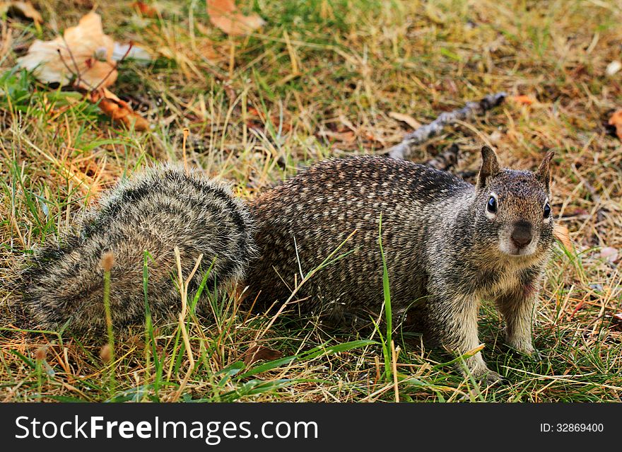 A friendly inquisitive spotted tree squirrel looking at camera. A friendly inquisitive spotted tree squirrel looking at camera.