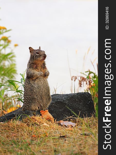 A friendly cute spotted tree squirrel standing tall on a rock. Shallow depth of field. A friendly cute spotted tree squirrel standing tall on a rock. Shallow depth of field.