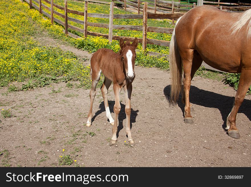 Horse with foal