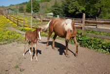 Horse With Foal Stock Images Horse With Foal Stock Images