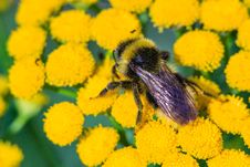 Bee On The Tansy Stock Images Bee On The Tansy Stock Images