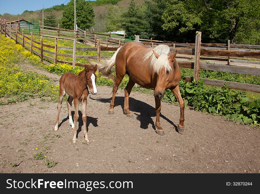 Palomino mare with foal. Palomino mare with foal.