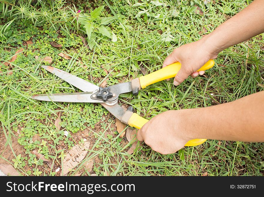 Clippers on the green grass. Clippers on the green grass