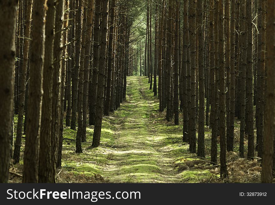 Path in forest amongst pine trees