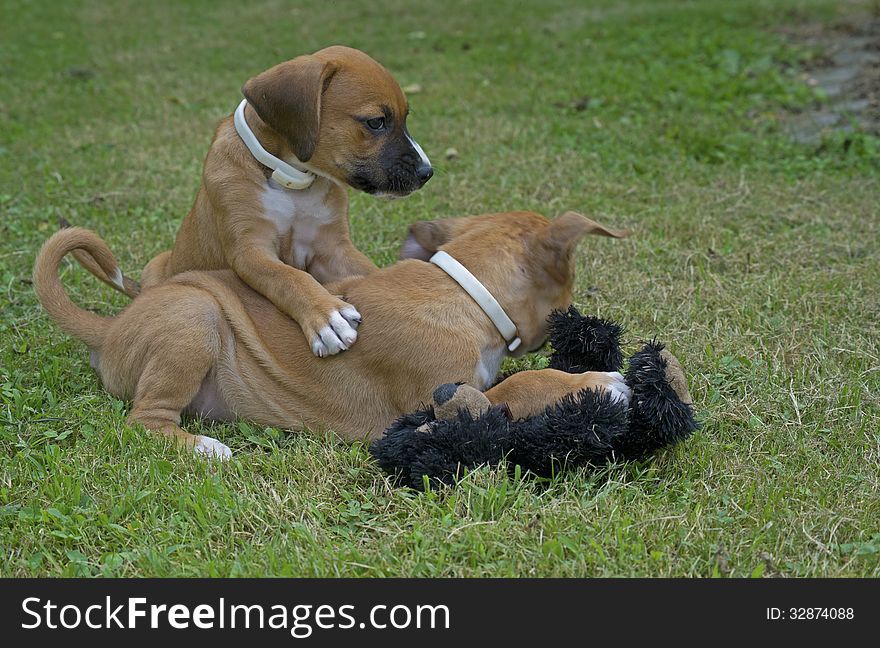 Two young puppies play together. Two young puppies play together.