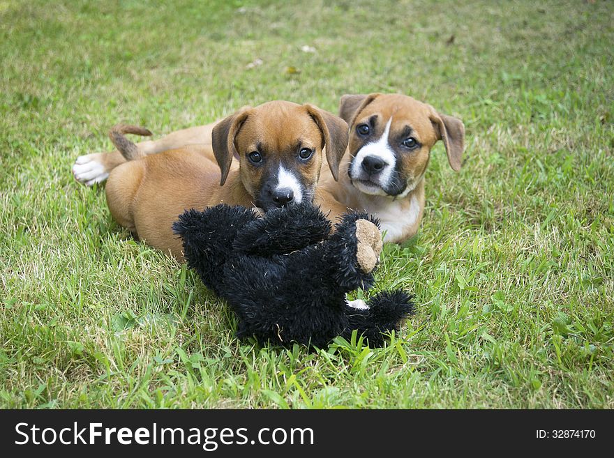 Two Boxer puppies play with their toy. Two Boxer puppies play with their toy.