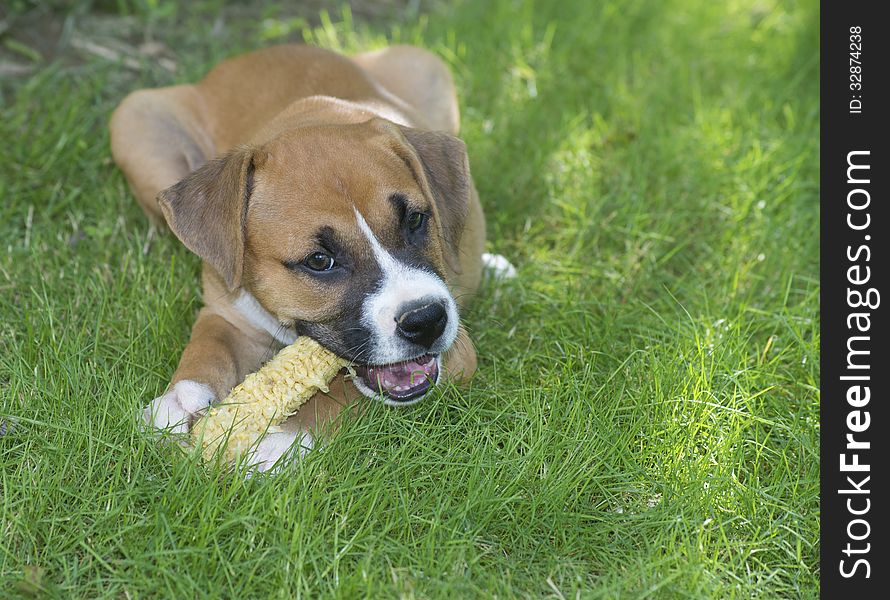 A small Boxer pup chewing on a corn cob. A small Boxer pup chewing on a corn cob.