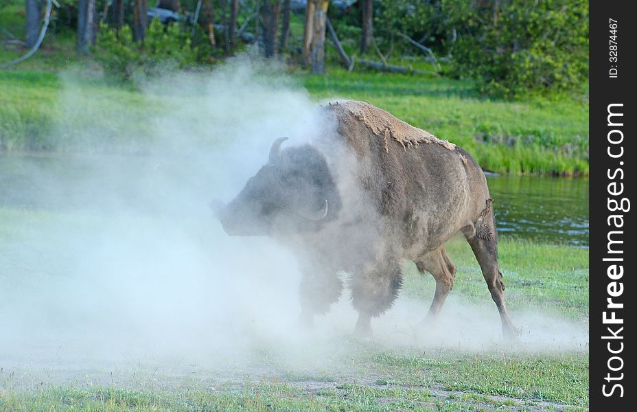 A large Bison shakes his head and the dust rolls. A large Bison shakes his head and the dust rolls.