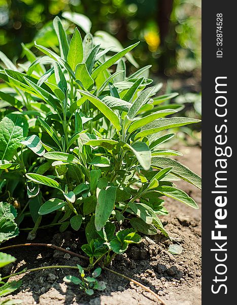 Sage- Salvia officinalis in the garden