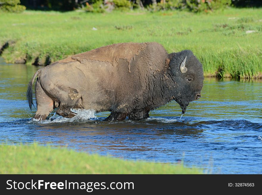 A Bison Crosses A Clear Stream.