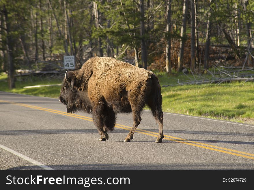 A wild Bison in front of a speed sign. A wild Bison in front of a speed sign.