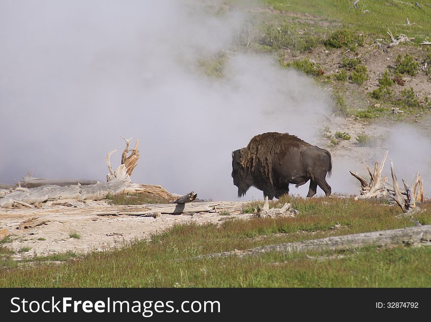 A Bison near a spewing geyser.