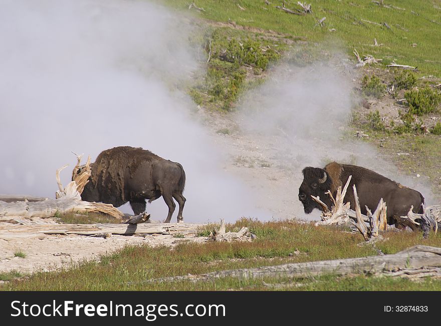 Two Bison walk in front of a active geyser. Two Bison walk in front of a active geyser.