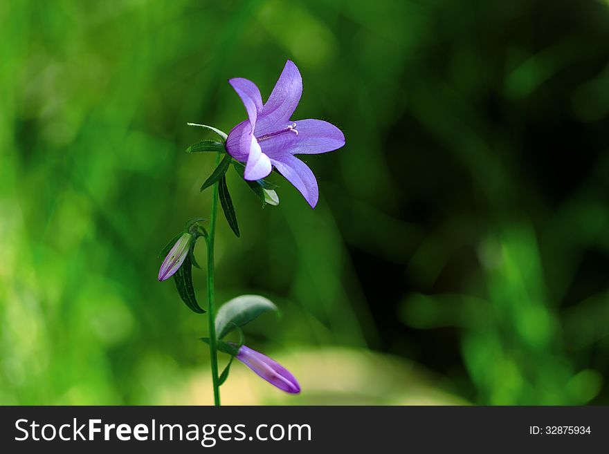 Bell flower with five petals on the meadow