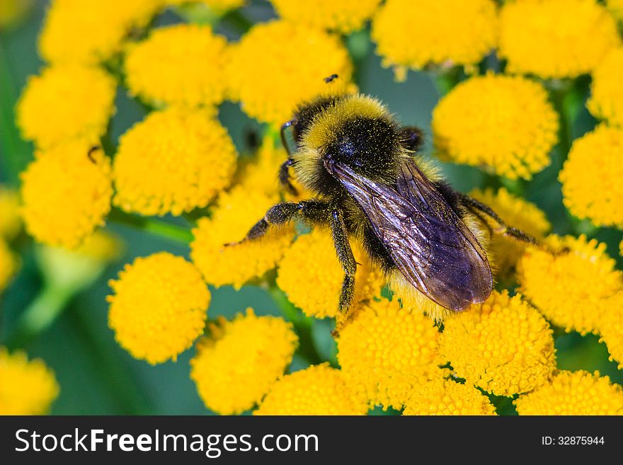 Bee On The Tansy