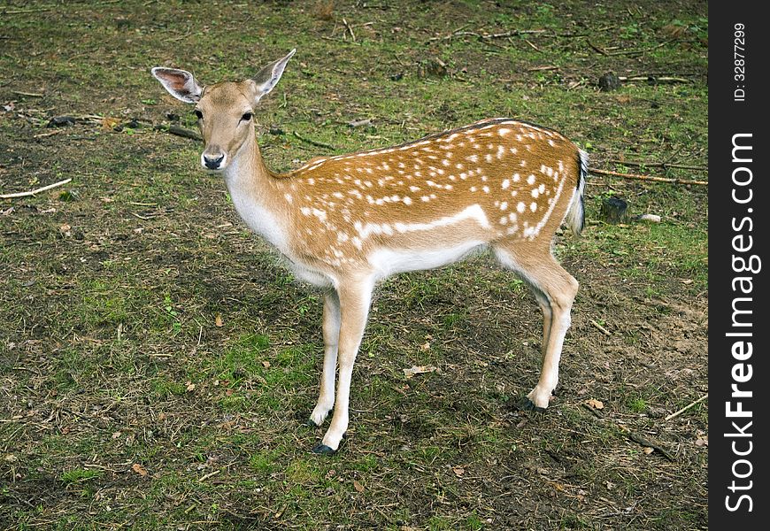 Piebald deer calf in summer forest