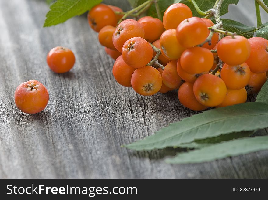 Orange bunch of rowan on an old wooden board close up. Orange bunch of rowan on an old wooden board close up