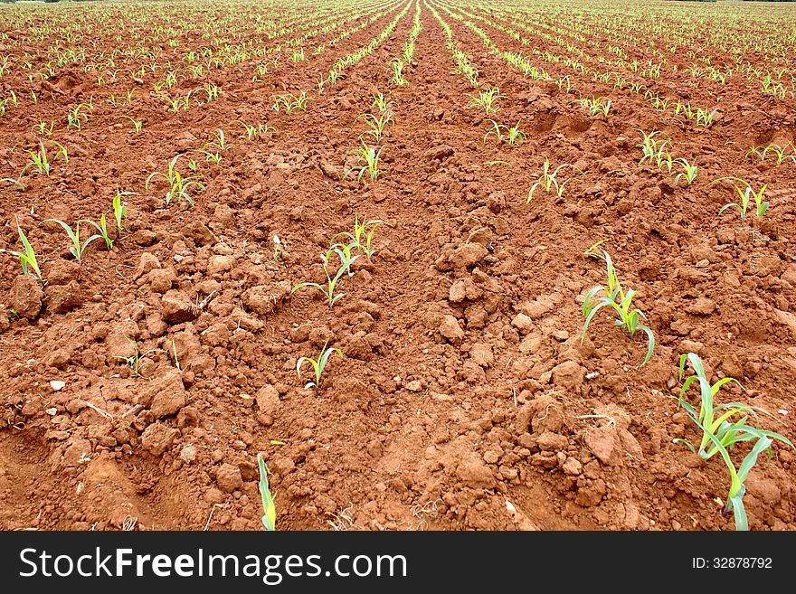 Seedling corn in the season when it rains. Farmers have planted. Seedling corn in the season when it rains. Farmers have planted.