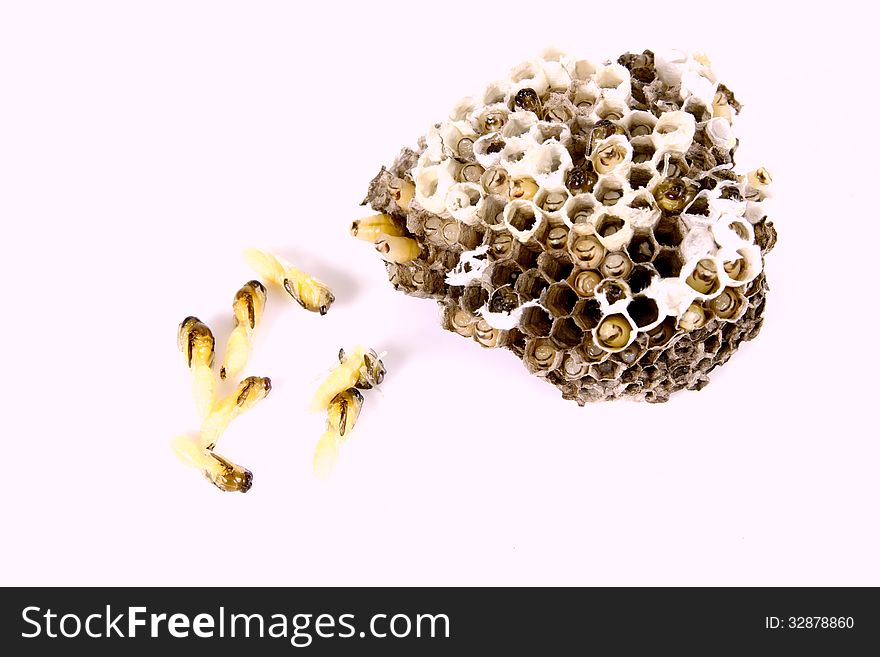 Wasp&#x27;s nest