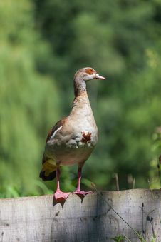 Egyptian Goose Royalty Free Stock Photography