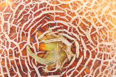 Melon Skin Texture Close Up. Royalty Free Stock Photos Melon Skin Texture Close Up. Royalty Free Stock Photos