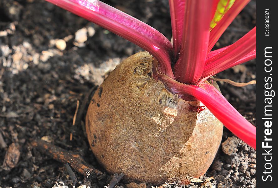 Close up on a beet planted in a garden. Close up on a beet planted in a garden