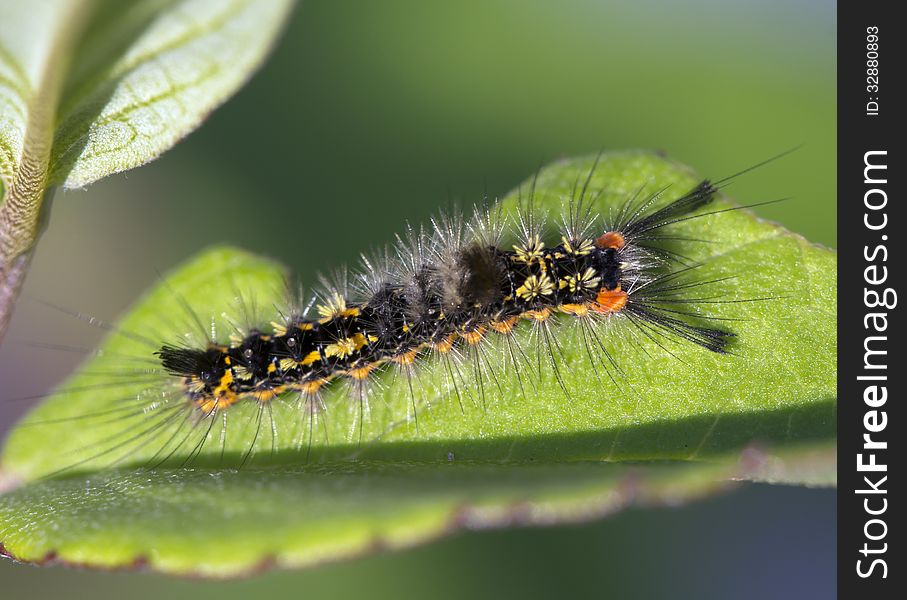 Caterpillar Orgyia Recens