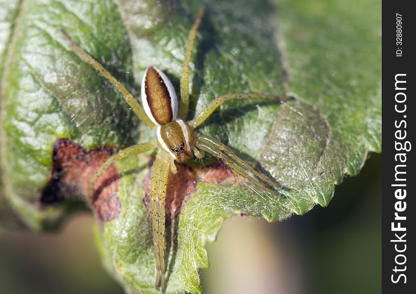 Spiders Stray - Pisauridae.