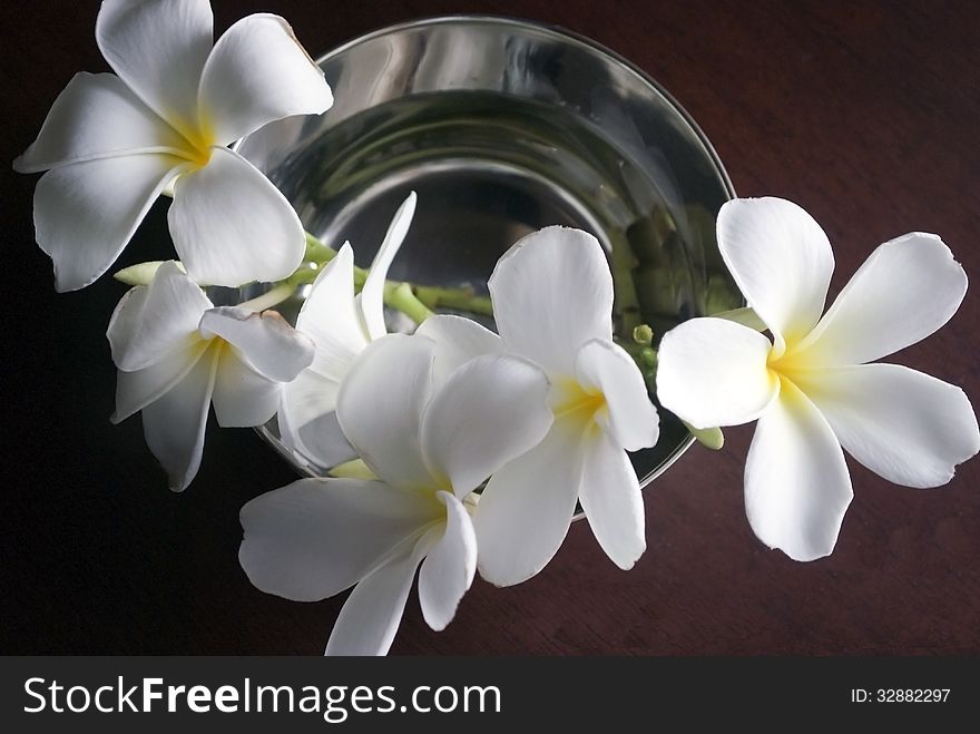 Two white and yellow frangipani flowers on burgundy background. Two white and yellow frangipani flowers on burgundy background