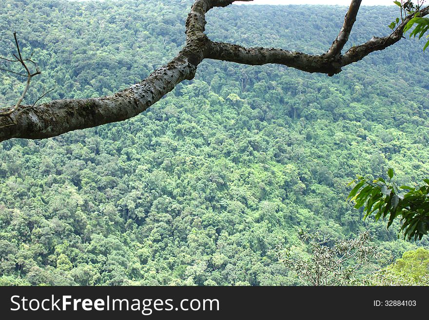 Natural rainforests of Thailand. Source conservation. And eco-tourism resources.