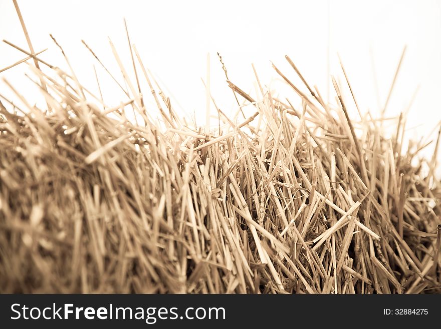 Mown wheat close-up during the day in summer