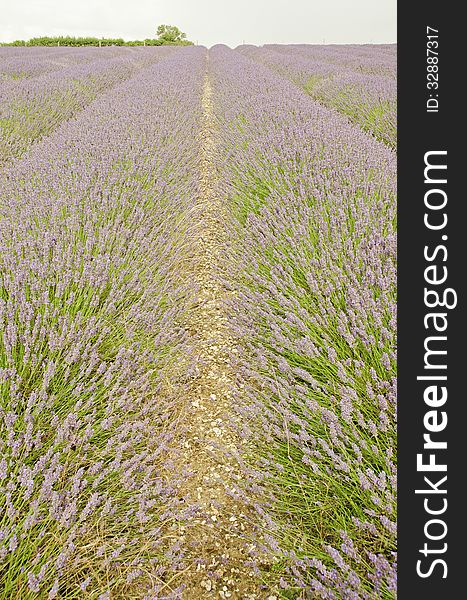 A field of Lavender rising toward a cloudy skyline. This photo was taken in Hertfordshire, England. A field of Lavender rising toward a cloudy skyline. This photo was taken in Hertfordshire, England.