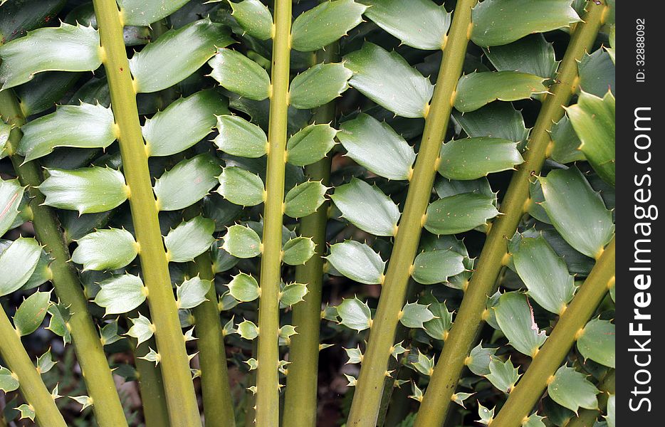 Closeup of beautiful leaves of Zululand Cycad (Encephalartos Ferox). This primitive plant is also known as Tongaland Cycad or Tongaland Broodboom & a popular ornamental plant