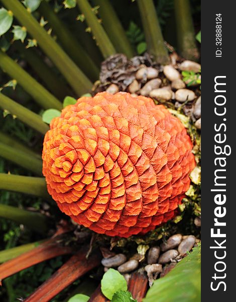 Beautiful fruits of blooming Zululand Cycad&x28;Encephalartos Ferox&x29