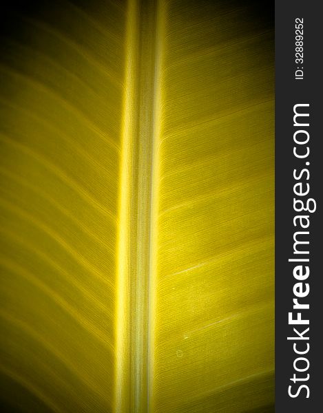 Banana Leaf Closed-up In Golden Color