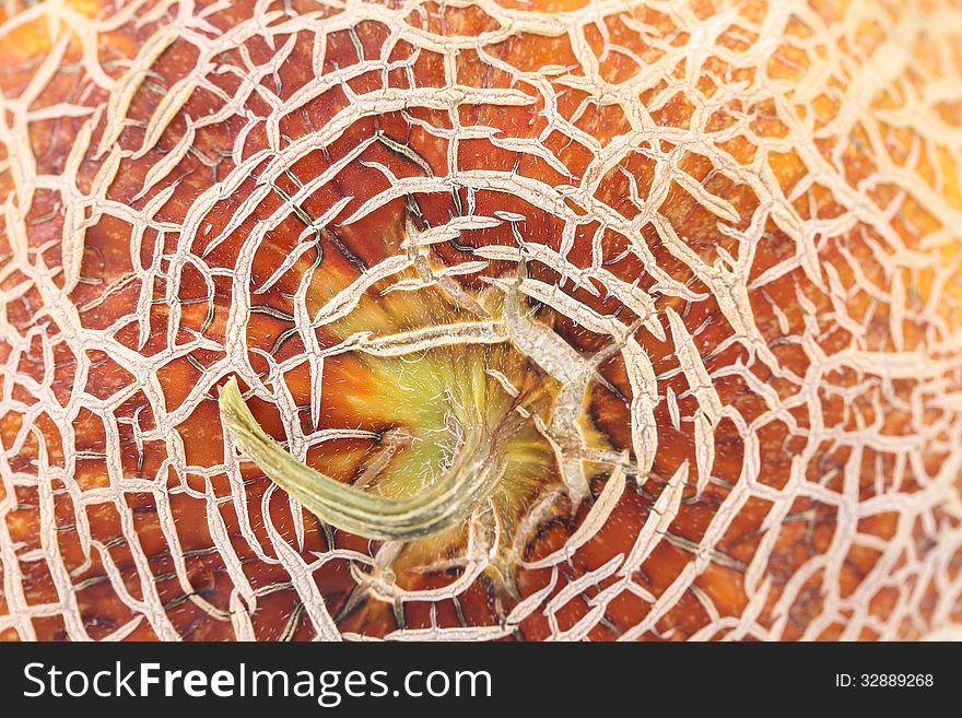 Melon skin texture close up. Whole background.