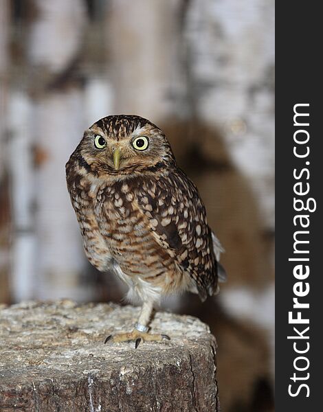 Small owl standing on one leg