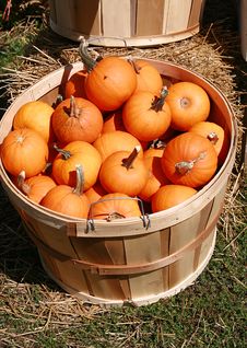 Fall Crop Of Pumpkins Stock Image Fall Crop Of Pumpkins Stock Image