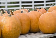 Pumpkins For Sale Royalty Free Stock Photos Pumpkins For Sale Royalty Free Stock Photos