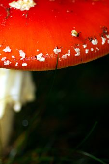 Mushroom Close-up Royalty Free Stock Photo Mushroom Close-up Royalty Free Stock Photo