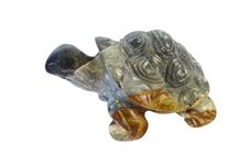 Turtle Stock Photography Turtle Stock Photography