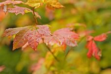 Wet Autumn Leaves Royalty Free Stock Photo Wet Autumn Leaves Royalty Free Stock Photo