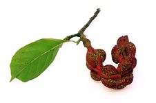 Magnolia Seed Pod Stock Photos Magnolia Seed Pod Stock Photos