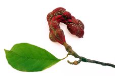 Magnolia Seed Pod Stock Photo Magnolia Seed Pod Stock Photo