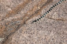 King Snake On Granite Stock Images King Snake On Granite Stock Images