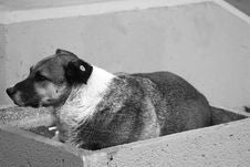 Homeless Dog Stock Photo